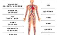 赤峰胎盘储存厂家电话多少号