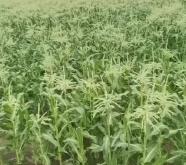 赤峰有收甜玉米的吗电话号码