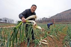 赤峰闫哥大葱种植基地电话号码