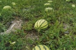 赤峰万亩西瓜种植基地电话号码