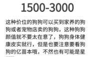 赤峰卖柯基犬的地方电话号码