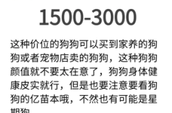 赤峰卖柯基犬的地方电话号码
