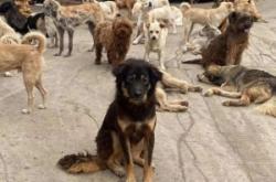 赤峰猫狗救助站电话地址查询