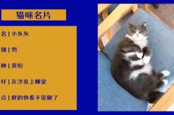 赤峰猫猫咖啡馆电话号码多少