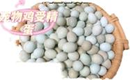 赤峰鹌鹑种蛋基地电话号码查询