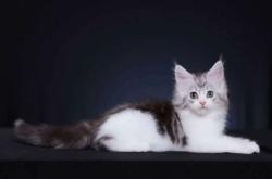 赤峰同城捡猫电话号码查询