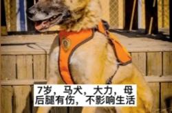 赤峰马犬领养中心电话号码是多少
