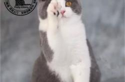 赤峰蓝猫幼猫售卖店电话号码