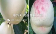 赤峰果树苗基地电话多少号