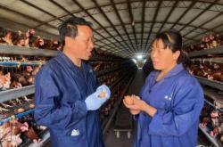 赤峰市蛋鸡养殖户电话号码