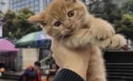 赤峰橘猫买卖网站电话地址查询