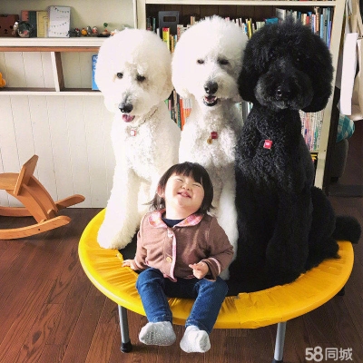 赤峰狗狗代买电话号码查询地址-第1张图片
