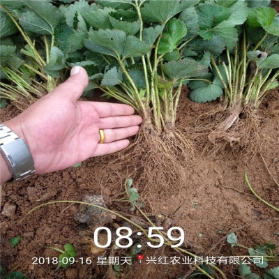 赤峰露天草莓种植基地电话地址-第1张图片