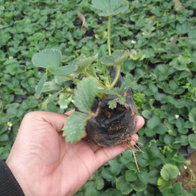 赤峰乌丹草莓种植基地电话号码-第1张图片