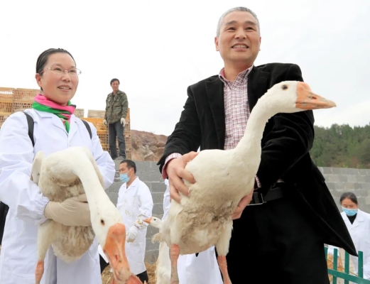 赤峰卖大种鹅的地方电话号码-第1张图片
