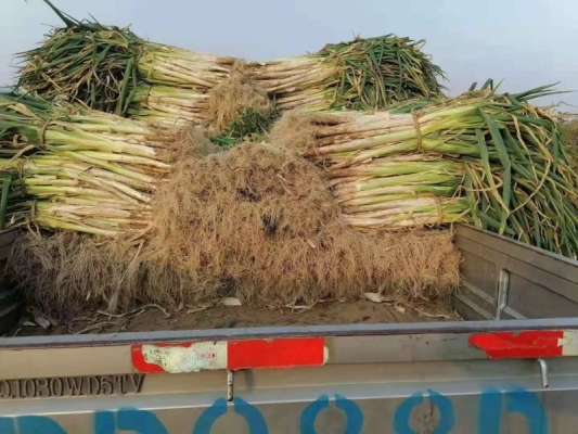 赤峰市区卖大葱电话号码是多少-第1张图片