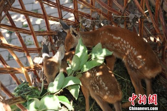 赤峰牧隆养殖厂电话地址查询-第1张图片