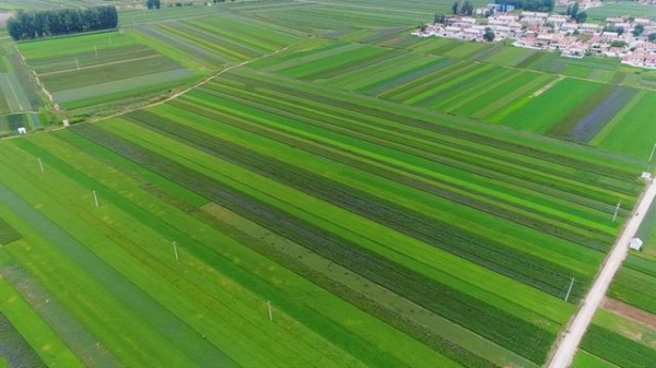 赤峰种植辣根基地电话号码-第1张图片