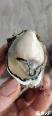 赤峰半壳生蚝批发电话号码-第1张图片