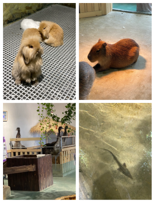 赤峰市卖狗肉的地方电话号码-第1张图片
