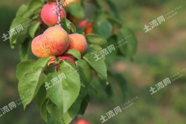 赤峰水果加工厂电话号码多少-第1张图片