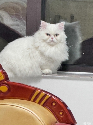 赤峰市送小猫电话多少号-第1张图片