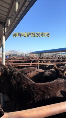 赤峰养驴电话是多少钱的-第1张图片