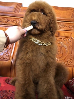 赤峰巨贵犬繁殖基地电话号码-第1张图片