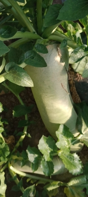 赤峰疏菜烘干厂电话多少号-第1张图片