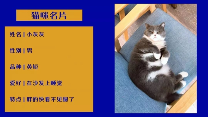 赤峰猫猫咖啡馆电话多少号-第1张图片