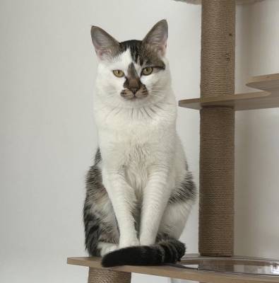 赤峰收宠物猫的电话号码是多少-第1张图片