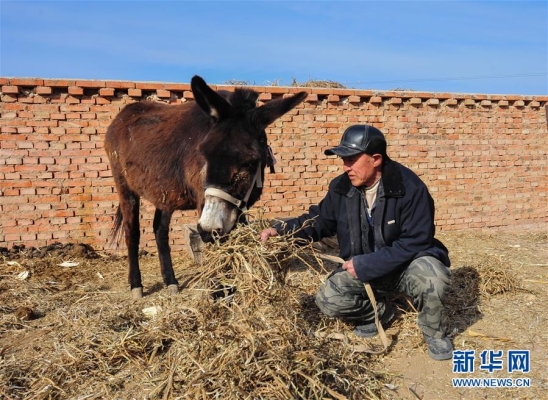 赤峰市收毛驴电话号码是多少-第1张图片