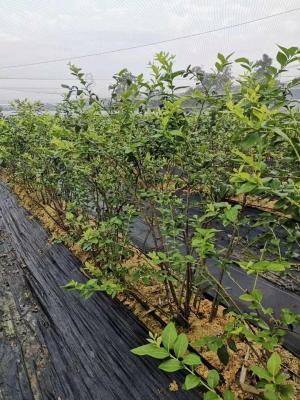 赤峰抗早肥厂家联系电话号码-第1张图片