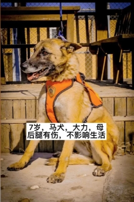 赤峰马犬领养中心电话号码是多少-第1张图片