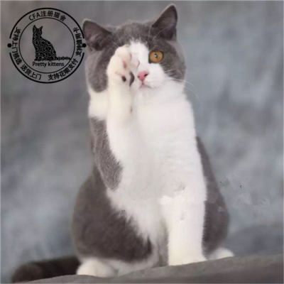 赤峰蓝猫幼猫售卖店电话号码-第1张图片
