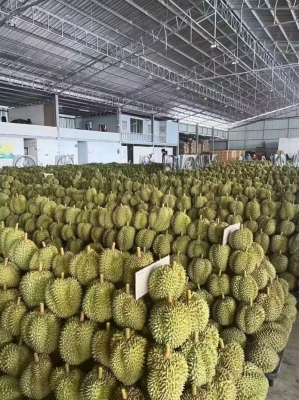 赤峰榴莲团购电话多少号码啊-第1张图片