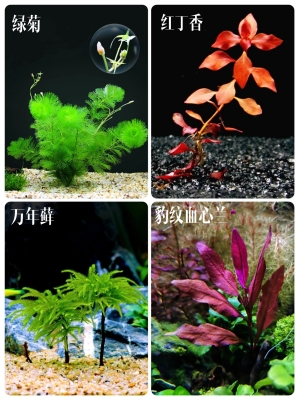 赤峰生态草缸厂家电话地址查询-第1张图片