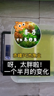 赤峰胖子游泳馆电话多少号-第1张图片