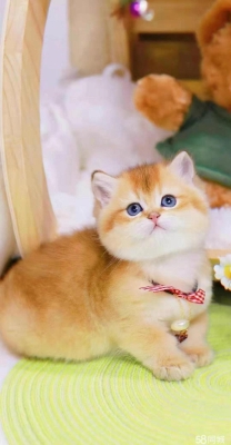 赤峰同城收猫的电话号码多少-第1张图片