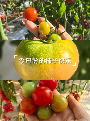 赤峰市水果柿子采摘园电话号码-第1张图片