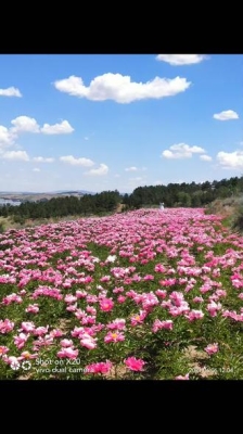 赤峰市芍药花基地电话号码-第1张图片