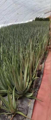 赤峰卖鲜芦荟的电话号码是多少-第1张图片