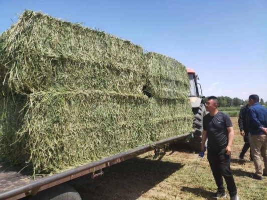 赤峰生产苜蓿草厂家电话号码-第1张图片