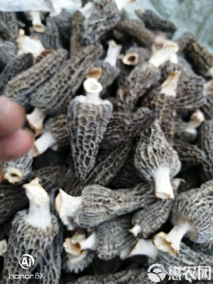 赤峰羊肚菌干货批发电话号码-第1张图片