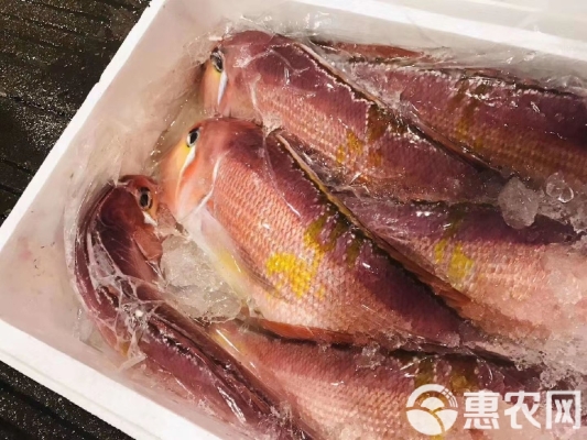 赤峰低价海鲜货源批发电话号码-第1张图片
