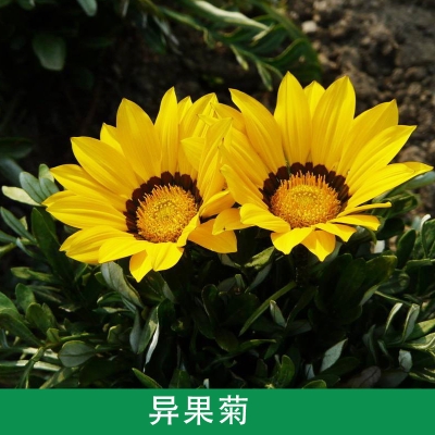 赤峰新景花卉批发市场电话号码-第1张图片