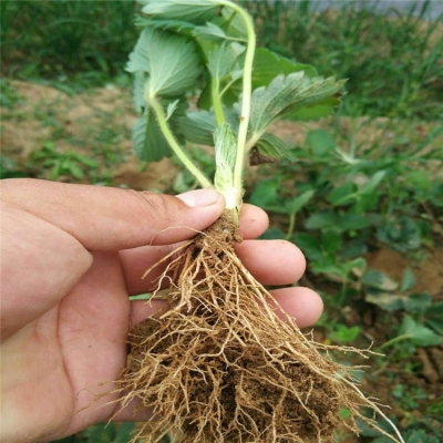 赤峰市种植农场电话号码查询-第1张图片
