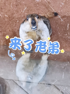赤峰动物园营业时间电话号码-第1张图片