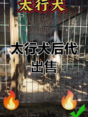 赤峰卖笨狗仔电话地址在哪里-第1张图片