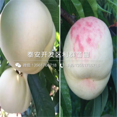 赤峰水果基地电话多少号码-第1张图片